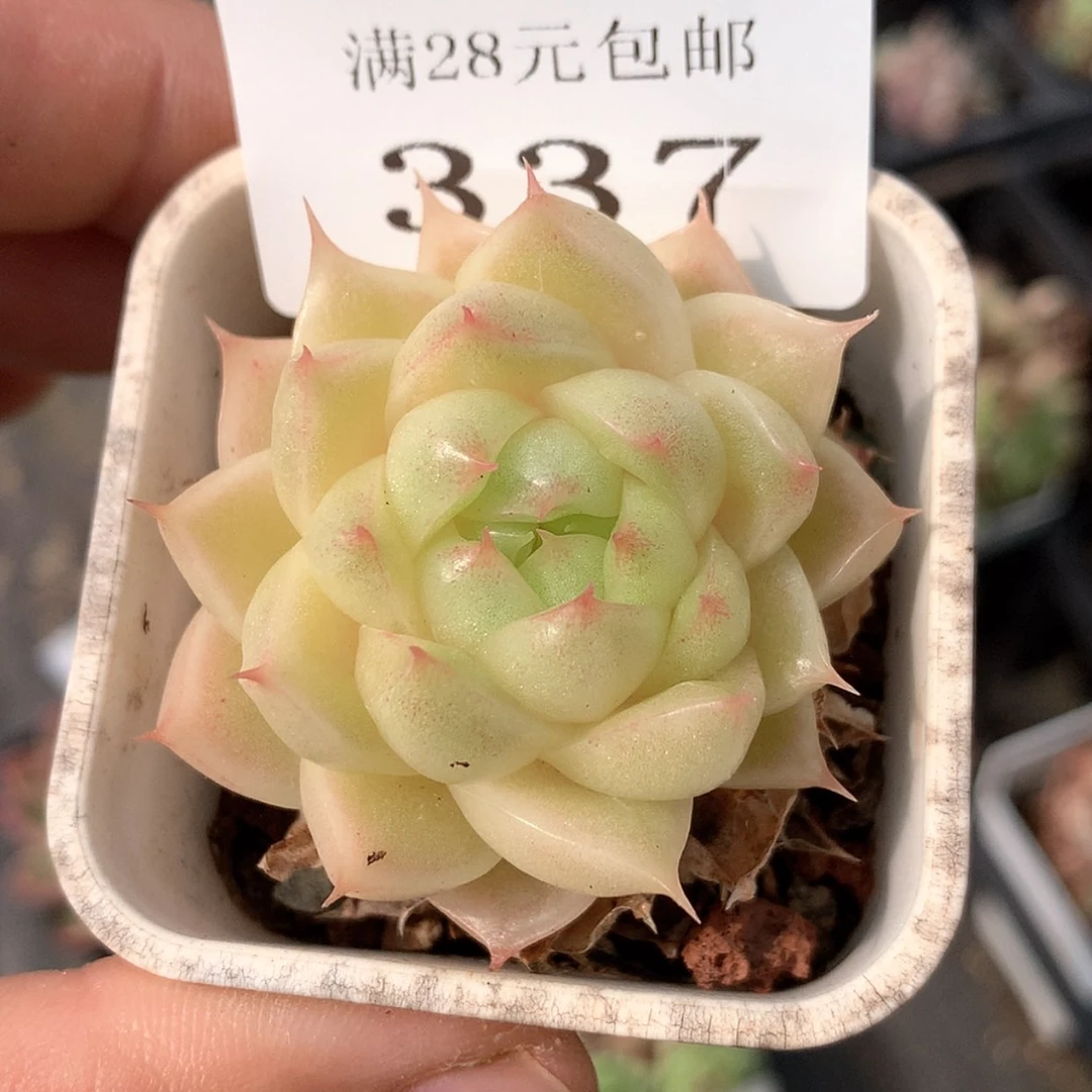 【闪购商品】云337号