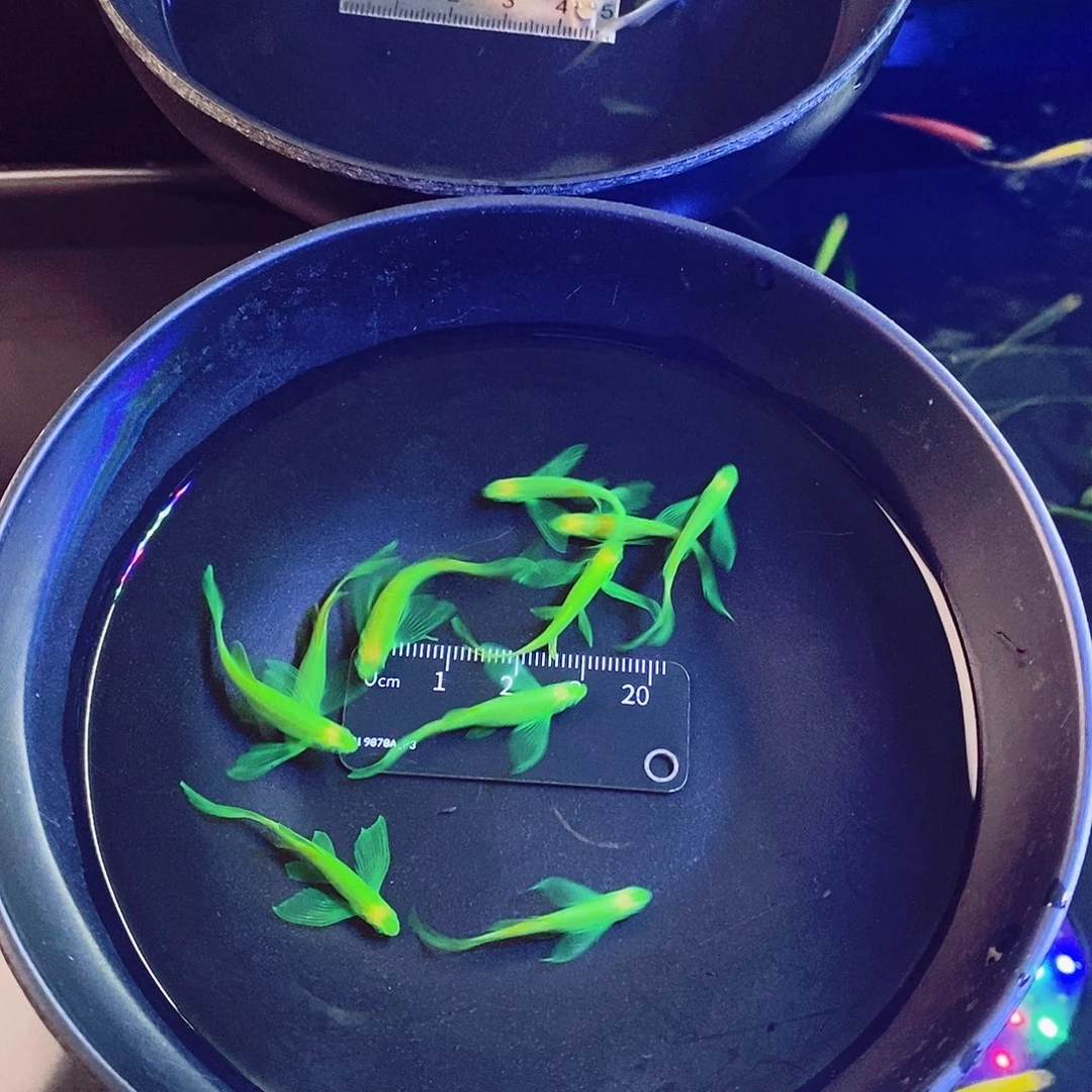 斑马鱼蝶翼斑马鱼3黄2红