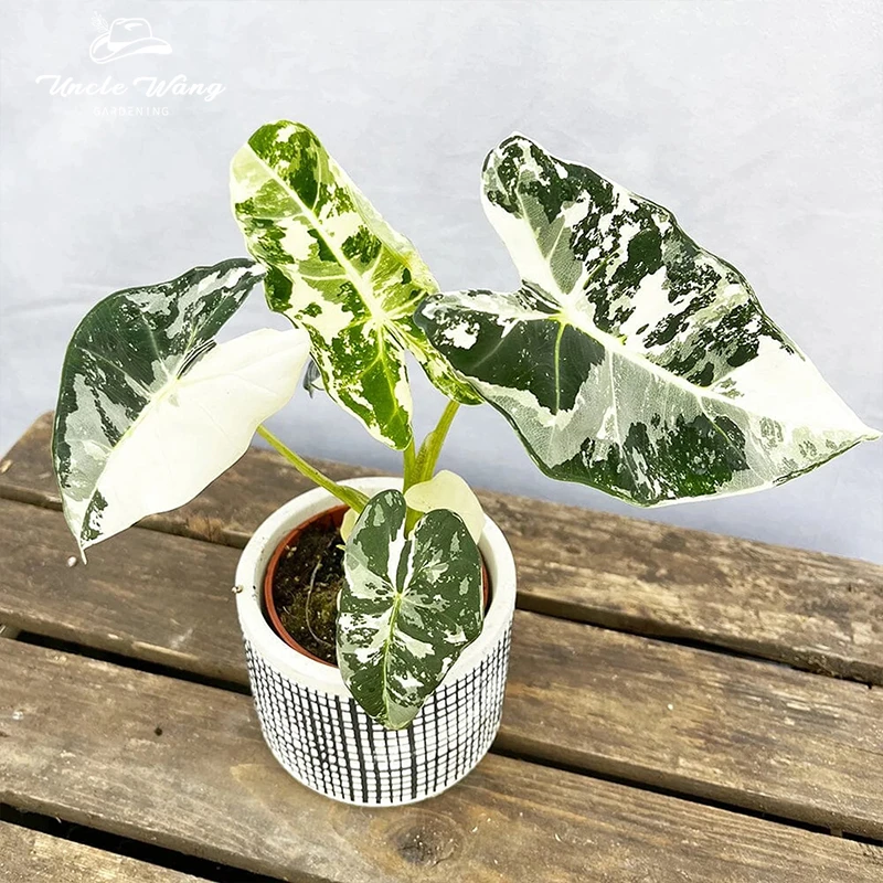 种花王大爷  绿天鹅绒锦绿植盆栽合集多年生北欧ins风观叶