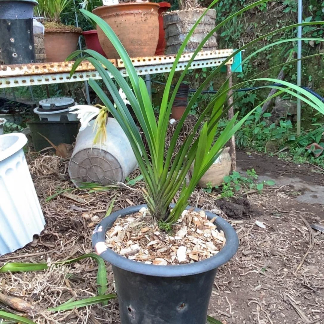 完全开放棕根大雪兰素花