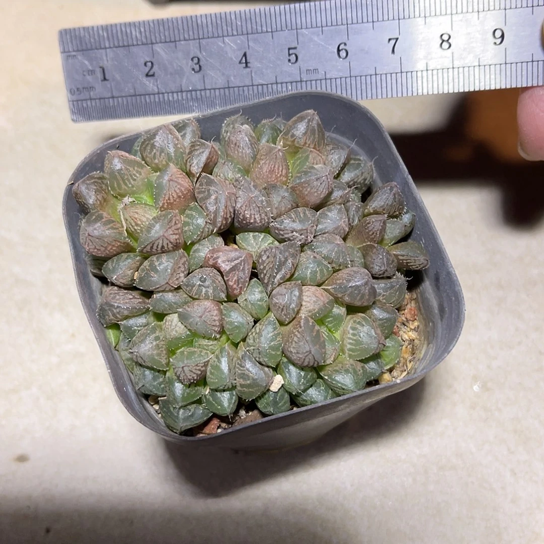 楼兰玉露大群一物一拍