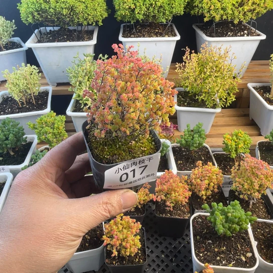 017枝干番杏精控彩蜜橘