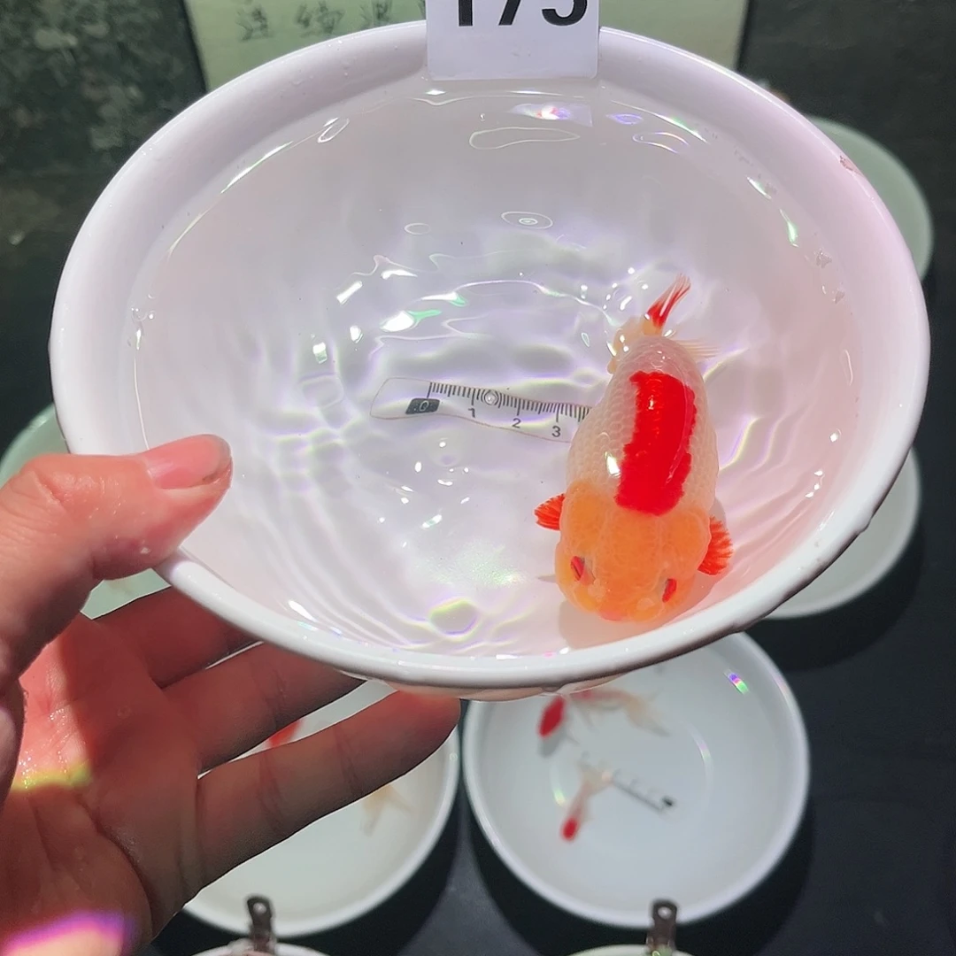 金鱼tu5468088888175