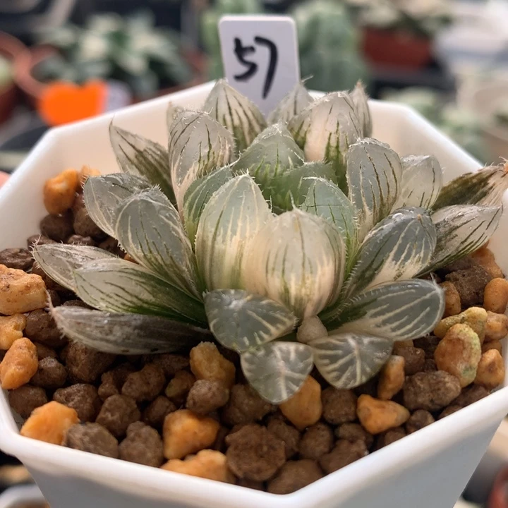 白赤线玉露锦，带盆发货