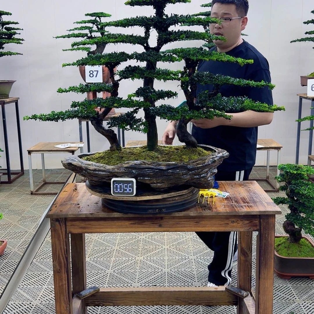 无花朵珍珠罗汉松造型盆景