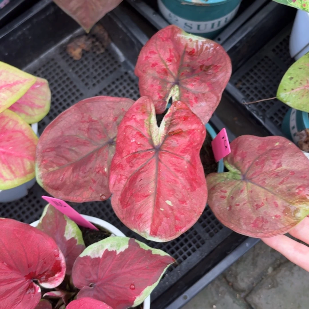 泰国彩叶芋158-1002