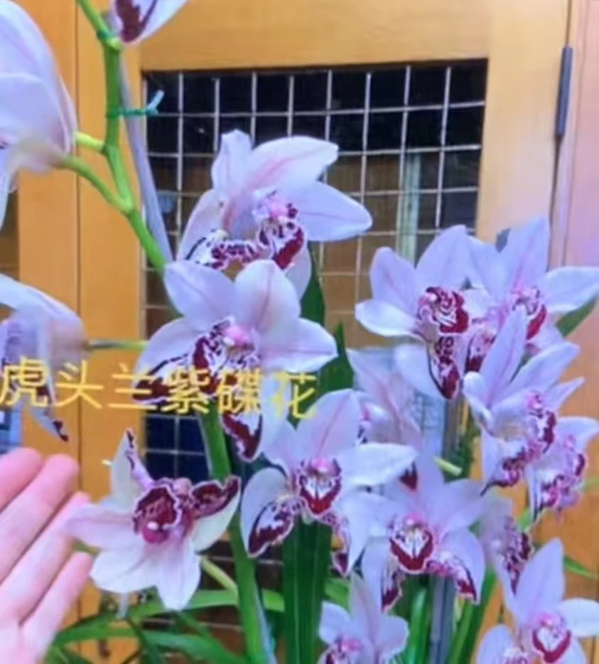 虎头兰紫碟花浓香型虎头兰花大浓香一杆多花