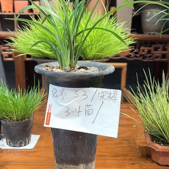 完全开放花卉种植