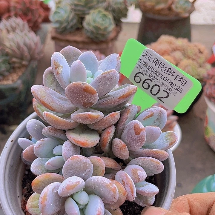 6602雪美人。