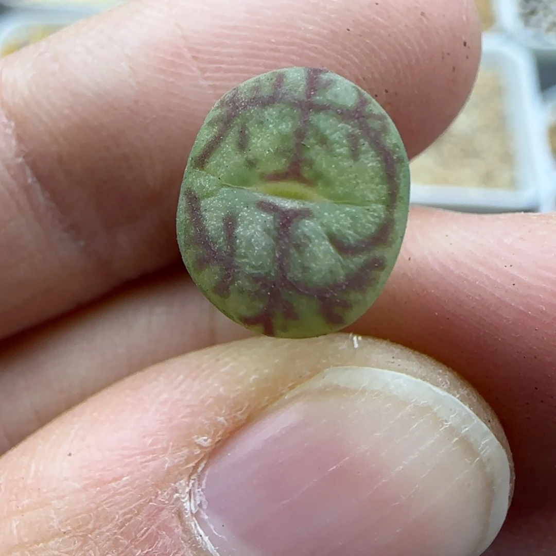 549 清框福利30包邮