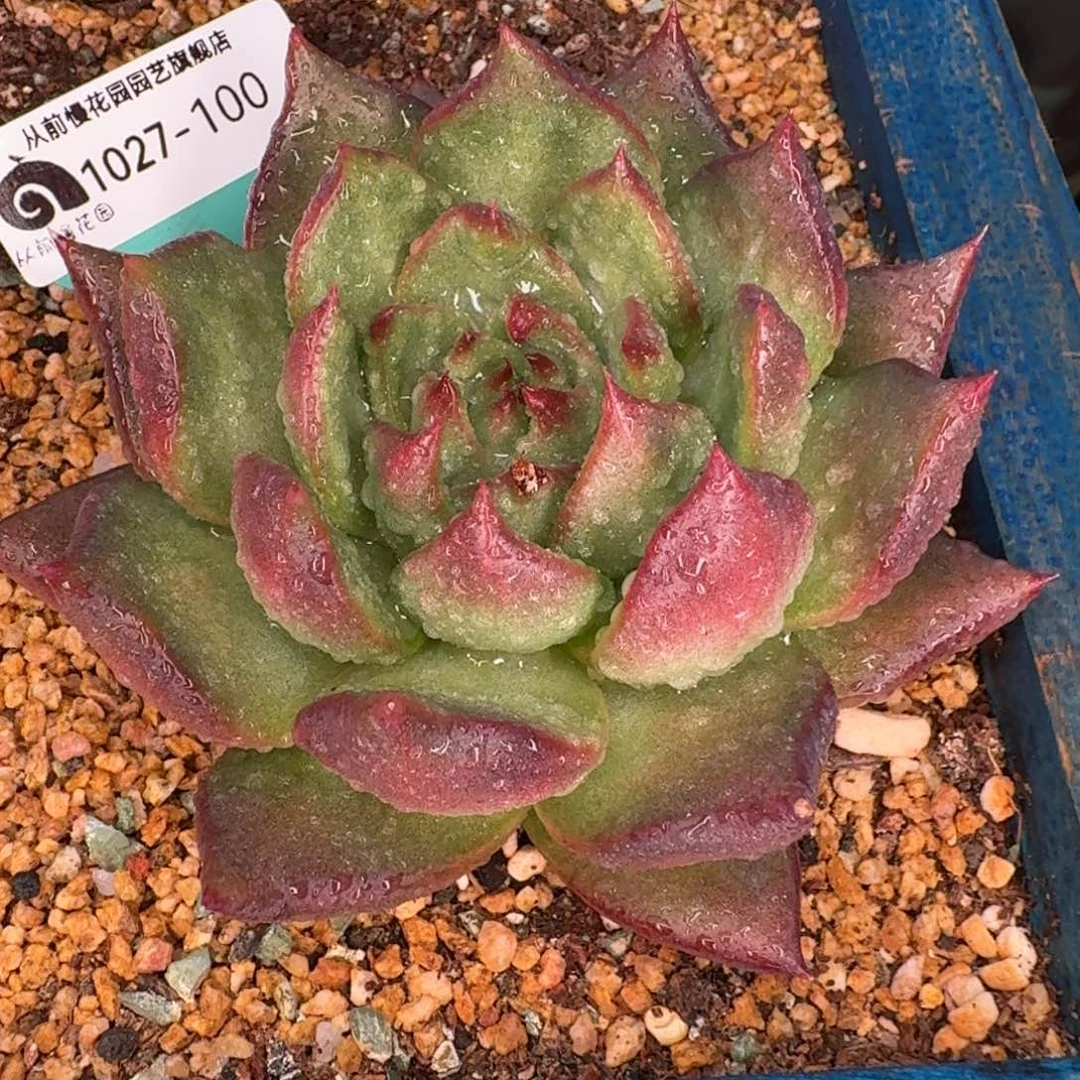 残***缺从前慢多肉精选编号1027.100