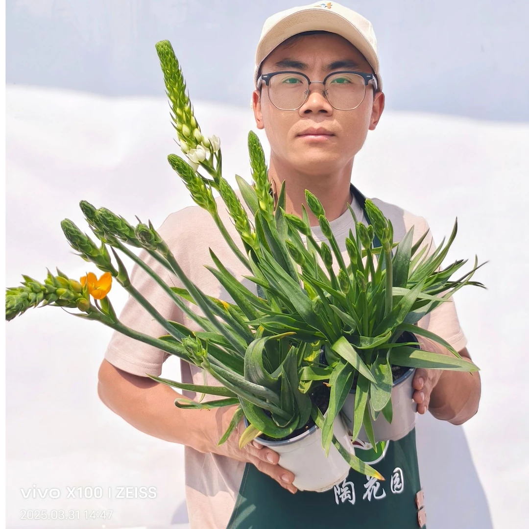 圣心百合盆栽多年生耐寒绿植露天阳台庭院栽种