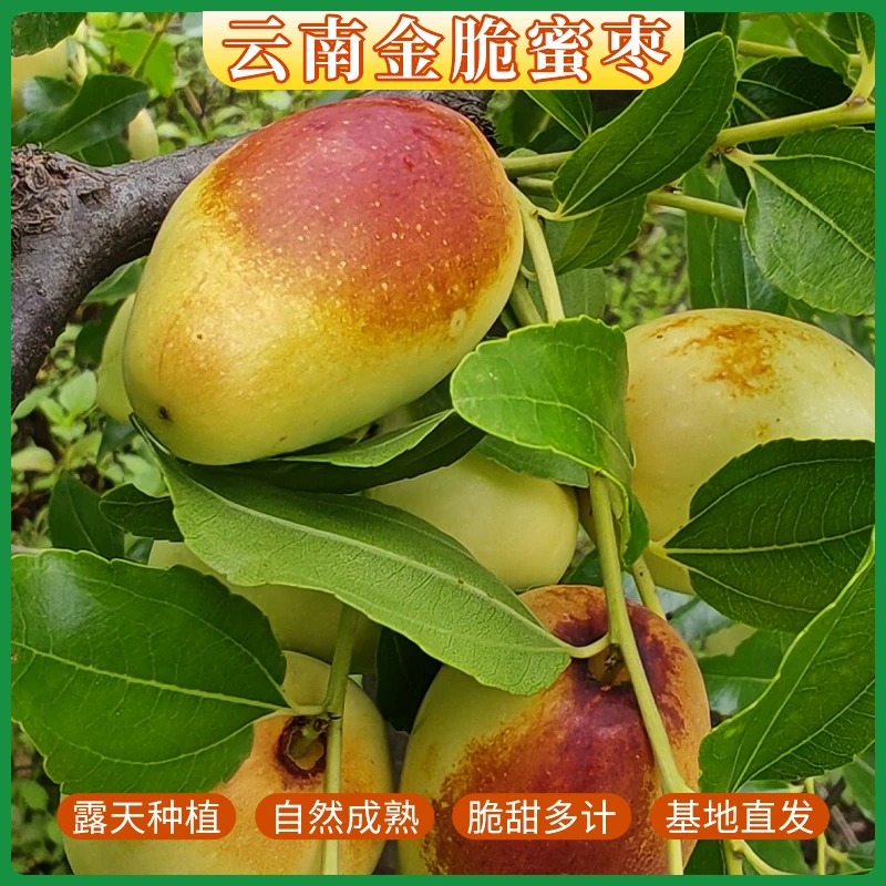 【云南金脆蜜枣】露天种植基地直发新鲜脆甜当季水果