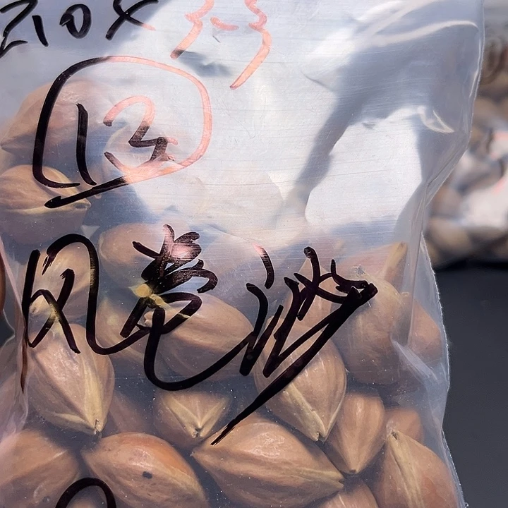 风***沙手串/手链橄榄核1111