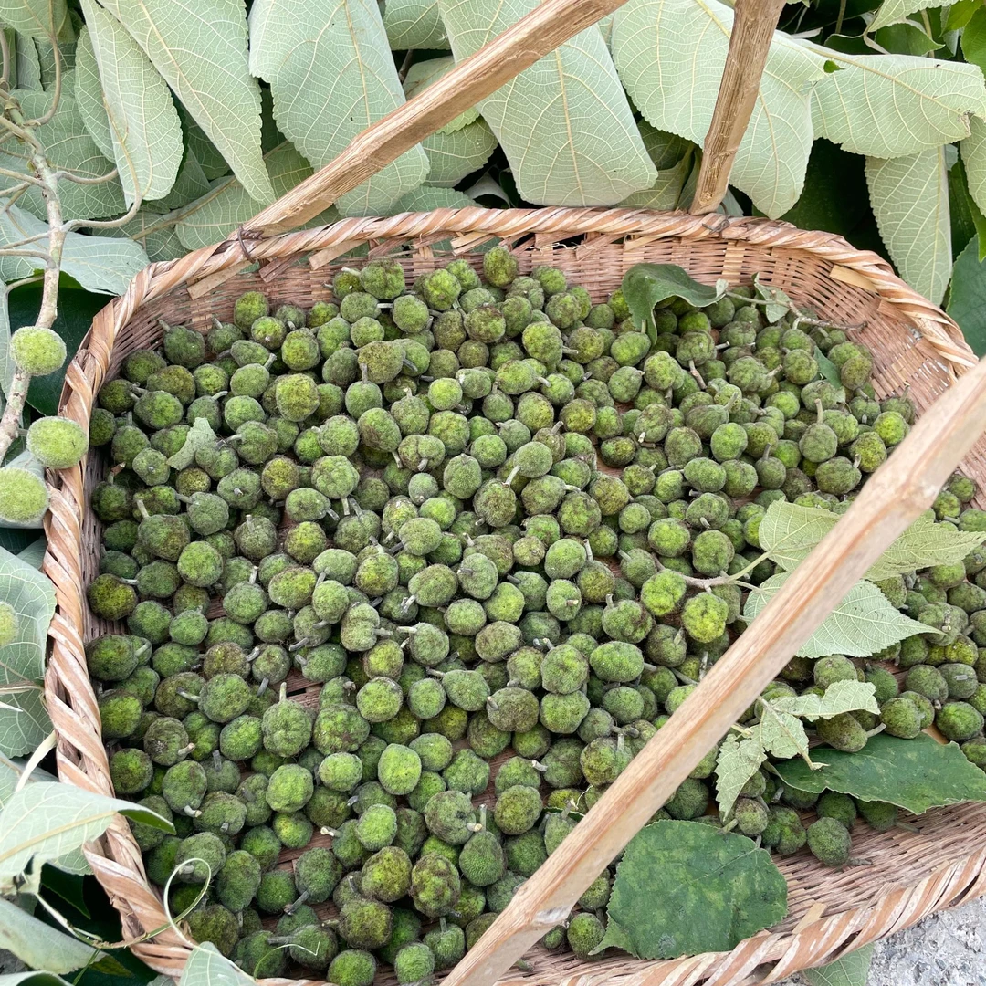 新鲜野生构树果现摘现发楮实子 构桃 泡酒 青果无污染无农药褚桃