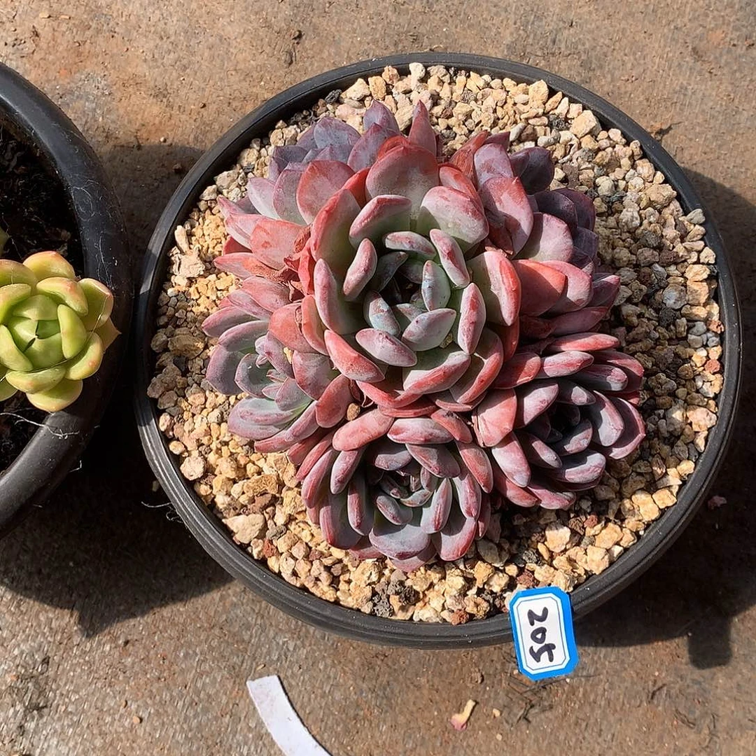 205全明星 一物一拍多肉