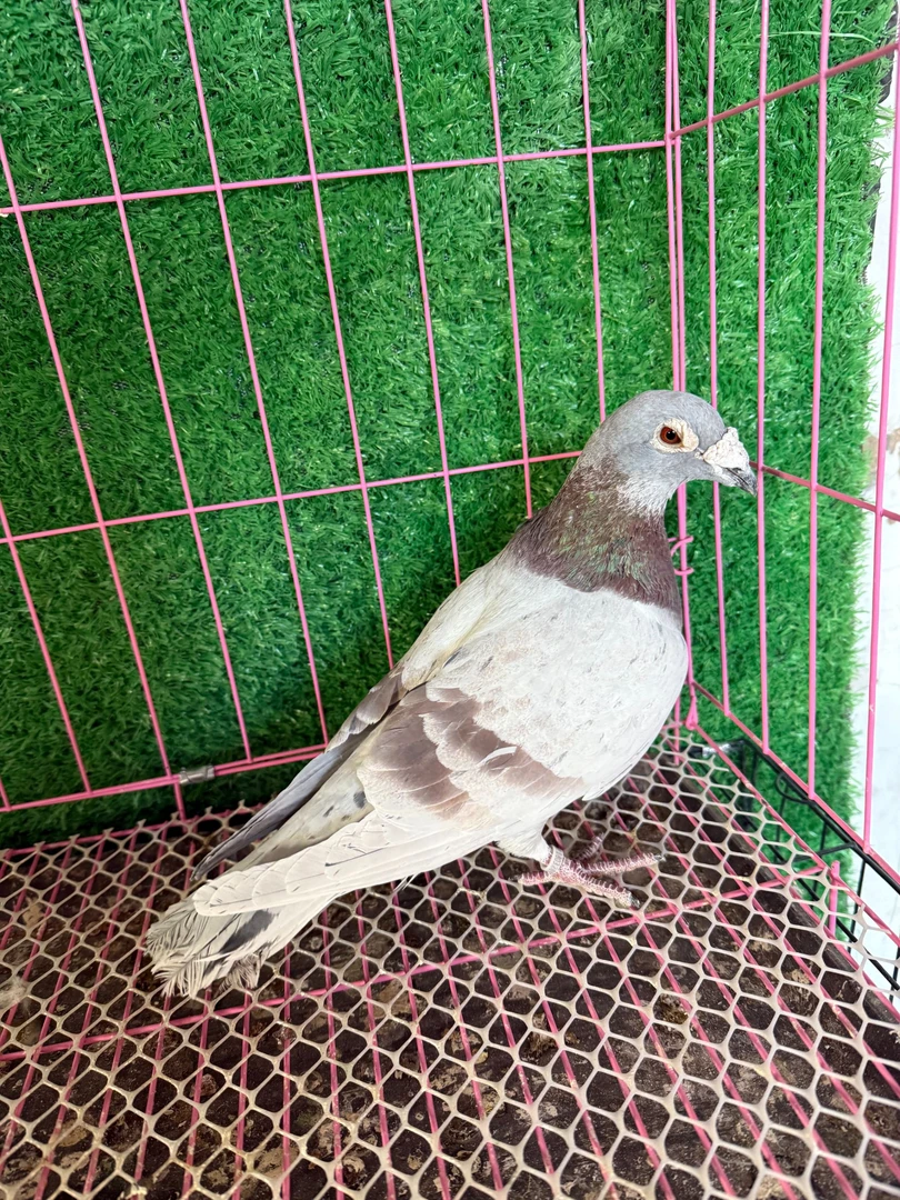 各色信鸽（直播间链接为主）