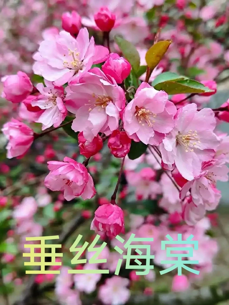 垂丝海棠直播间一物一拍