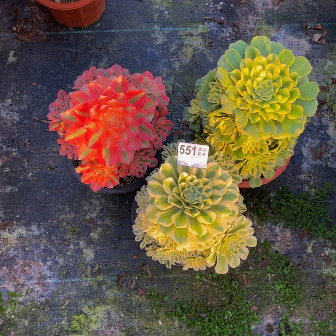 多肉组合000000551