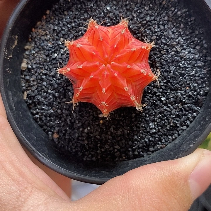 精品米哈——元旦福利3