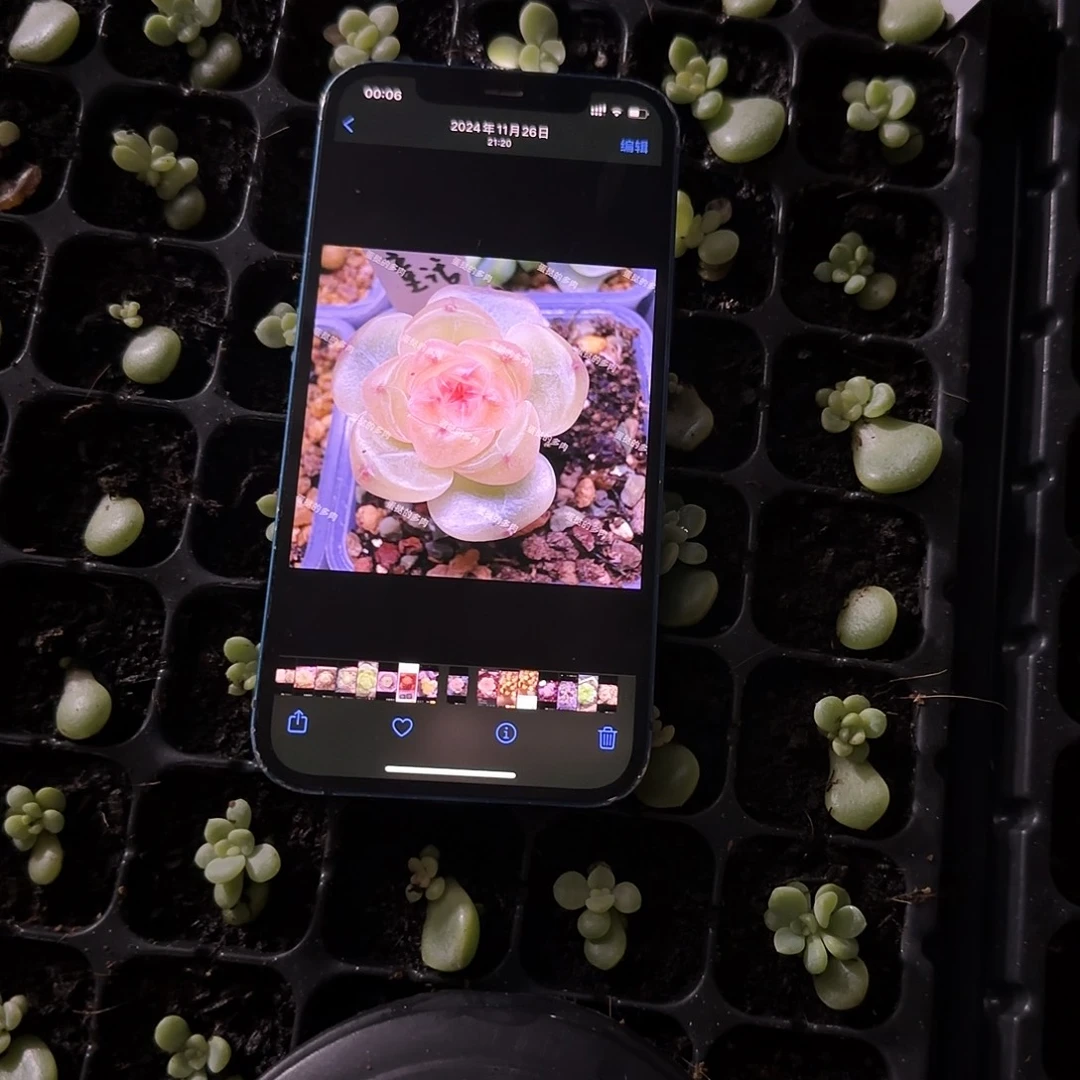 童话甜心芝麻穴一个满25包邮