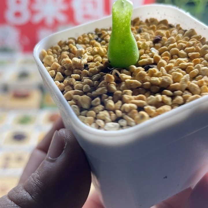 佳人园艺多肉生石花大葫芦191