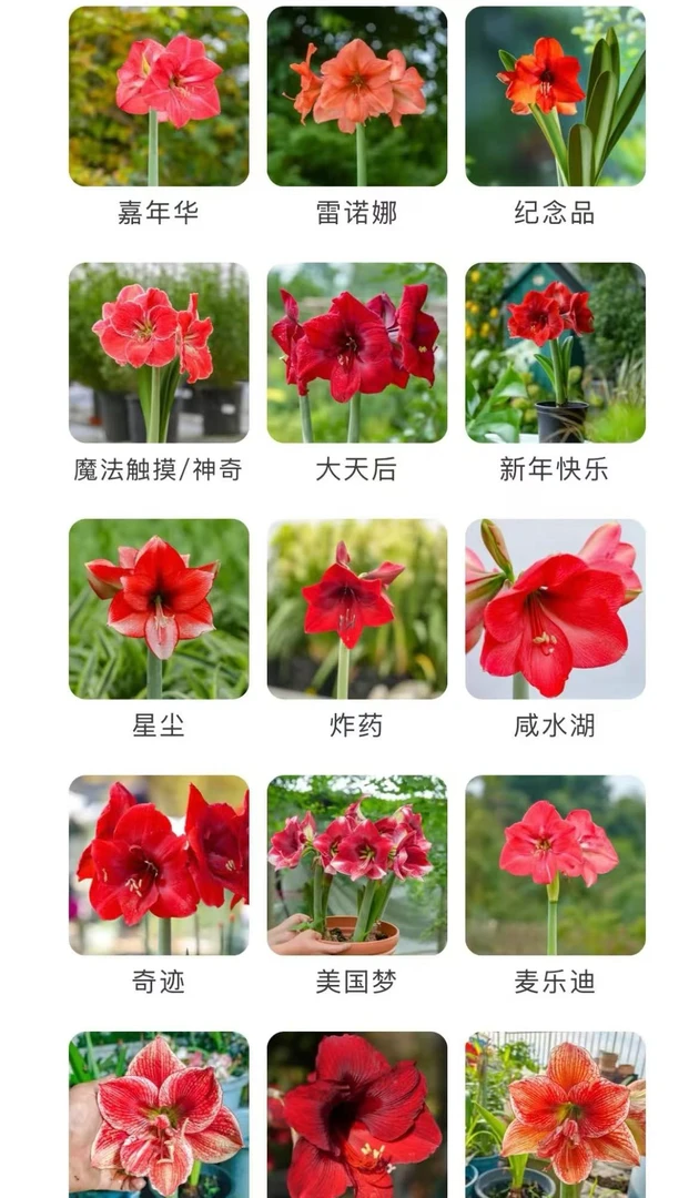 混色朱顶红 6厘米（不挑品种）单瓣大球红 云南鲜花绿植