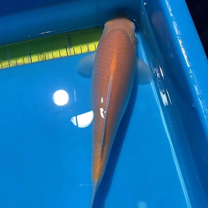 锦鲤纯种血统锦鲤鱼