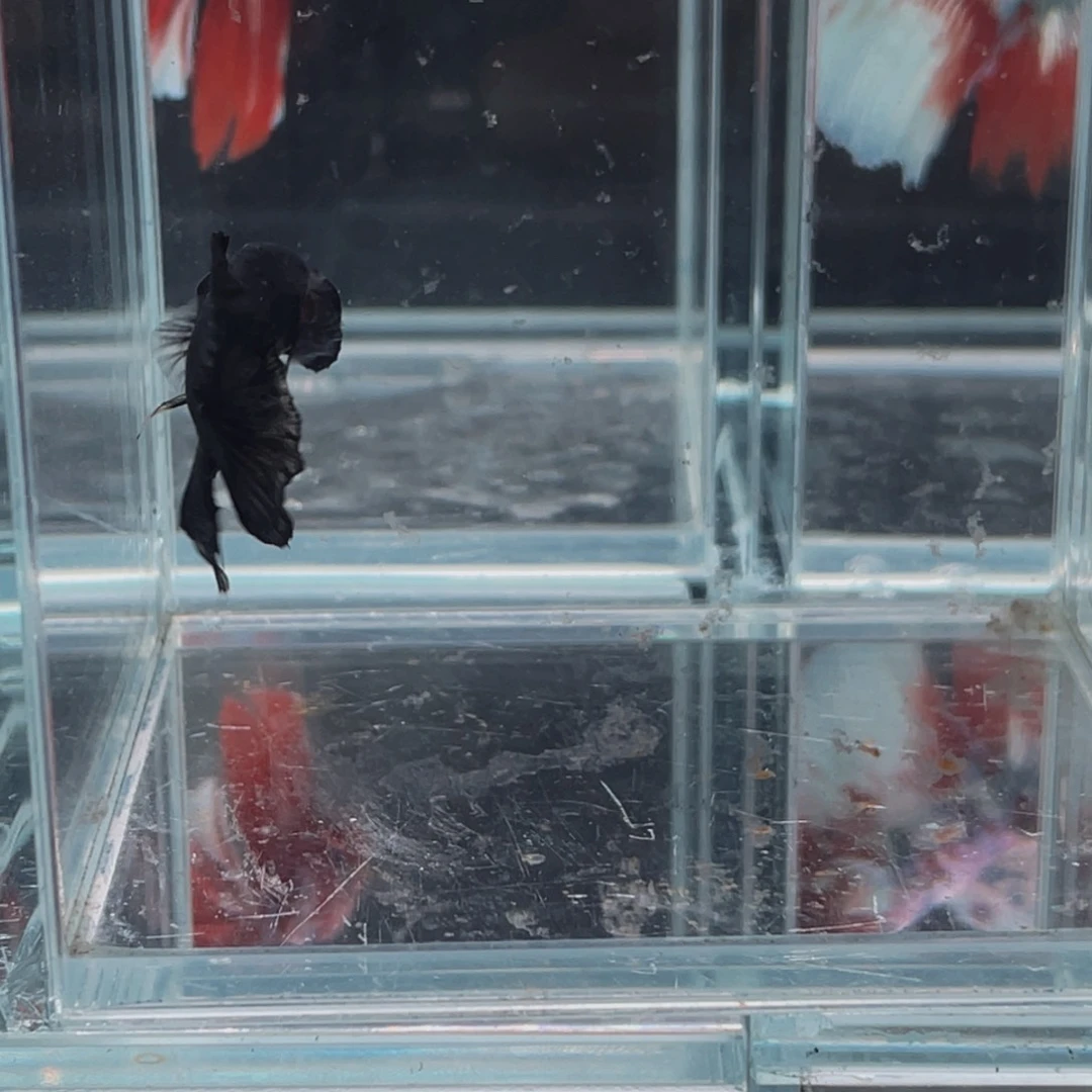 斗鱼包活不包损 谢谢