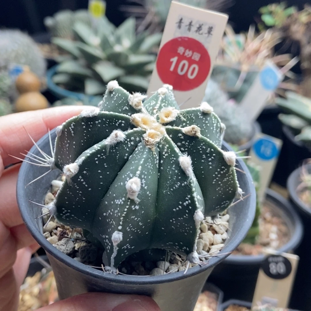 实生瑞凤玉 6cm一棵仙人球