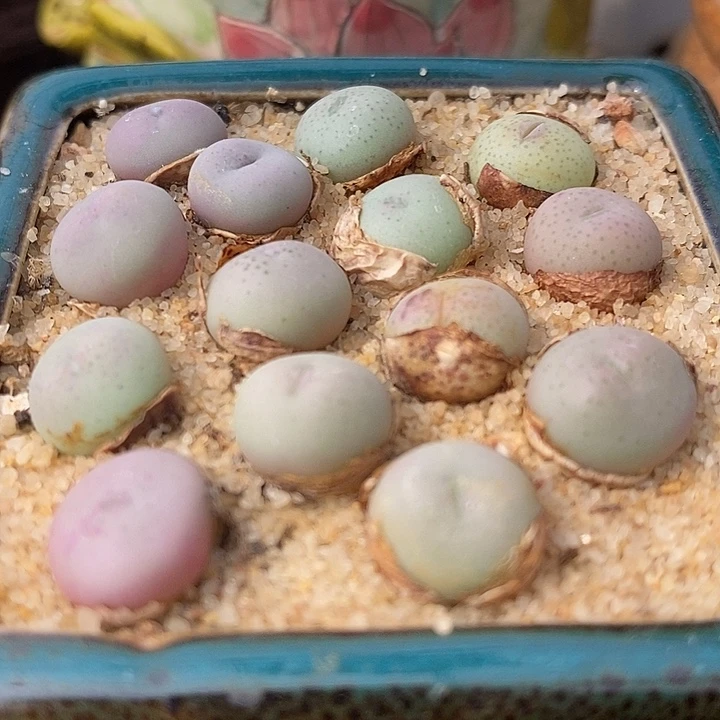 小拳拳2颗一组一组