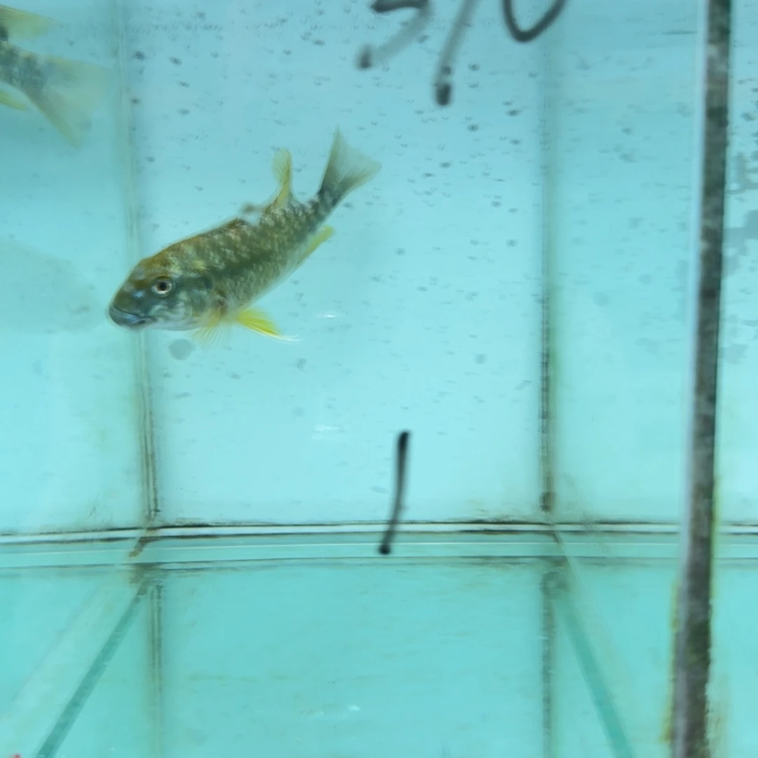 微***风海水绿龙1417母1430公。