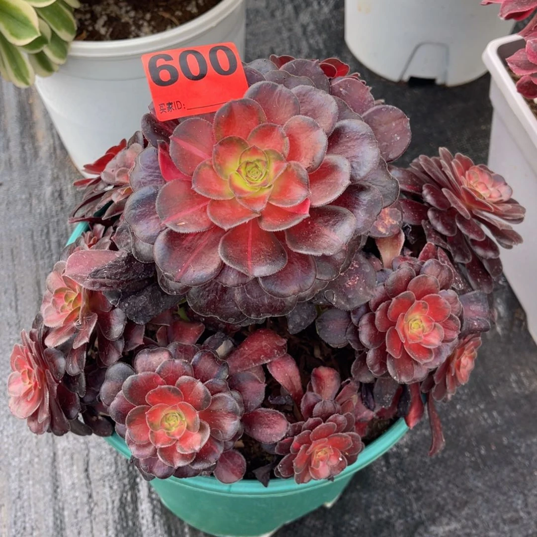 600多肉法师红日