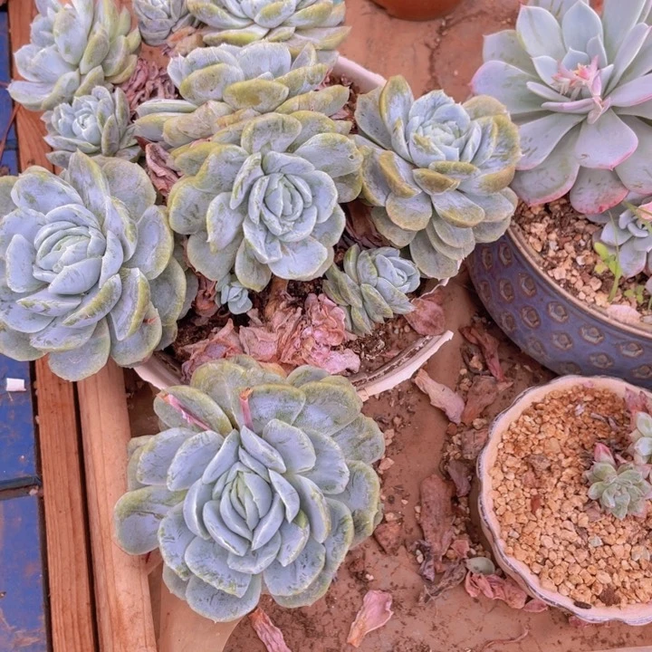 *****希纳不售后多肉植物