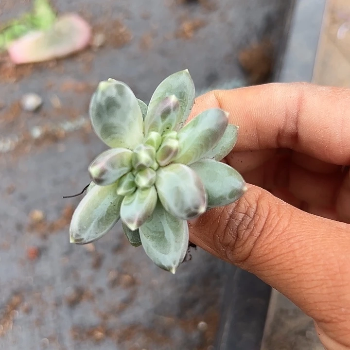 雪戴利缀美人一物一拍
