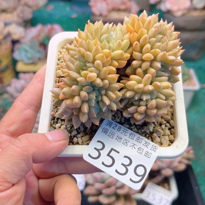 大3539:？xvxgxgvv