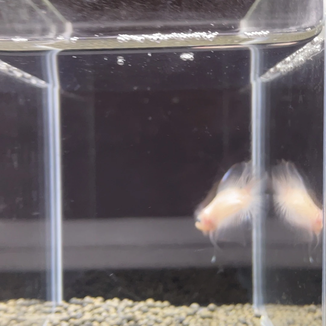 斗鱼6号双尾koi公