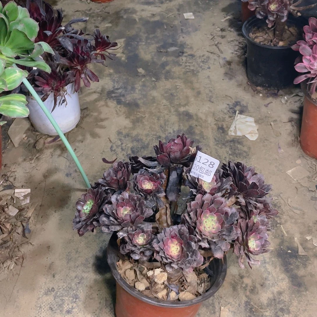 128烟花多肉法师