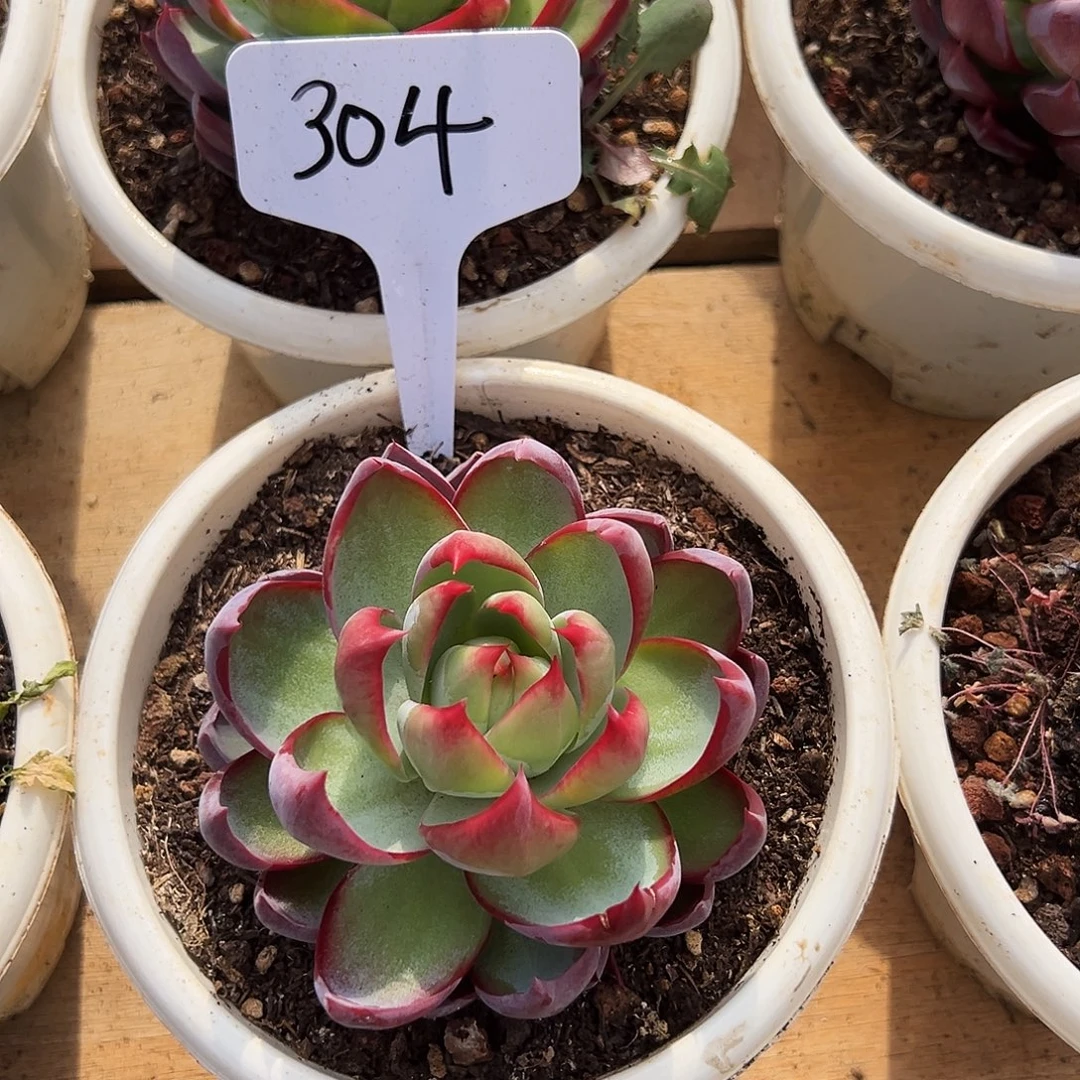 阿***铭惊鸿仙子一物一拍304号