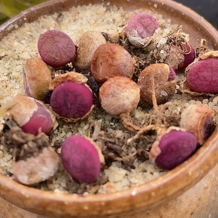 钻墨杂交一颗一颗