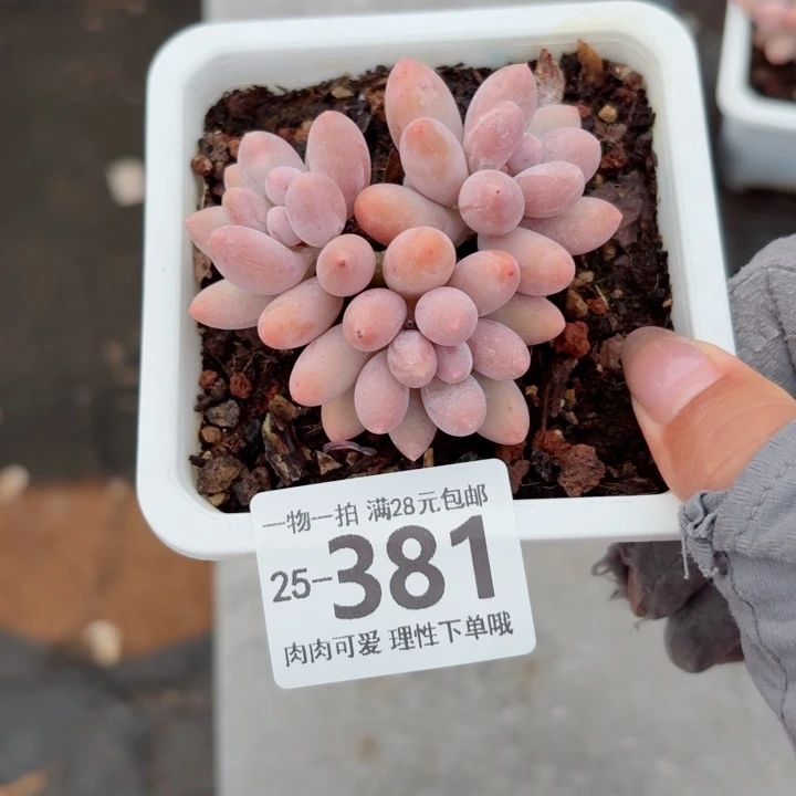 汤圆无盆土发货多肉无盆土