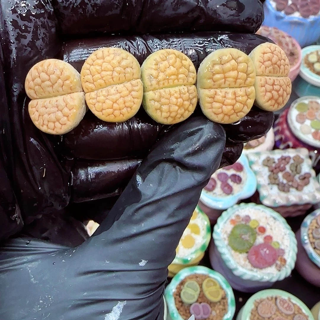 生石花满18包邮1205-123