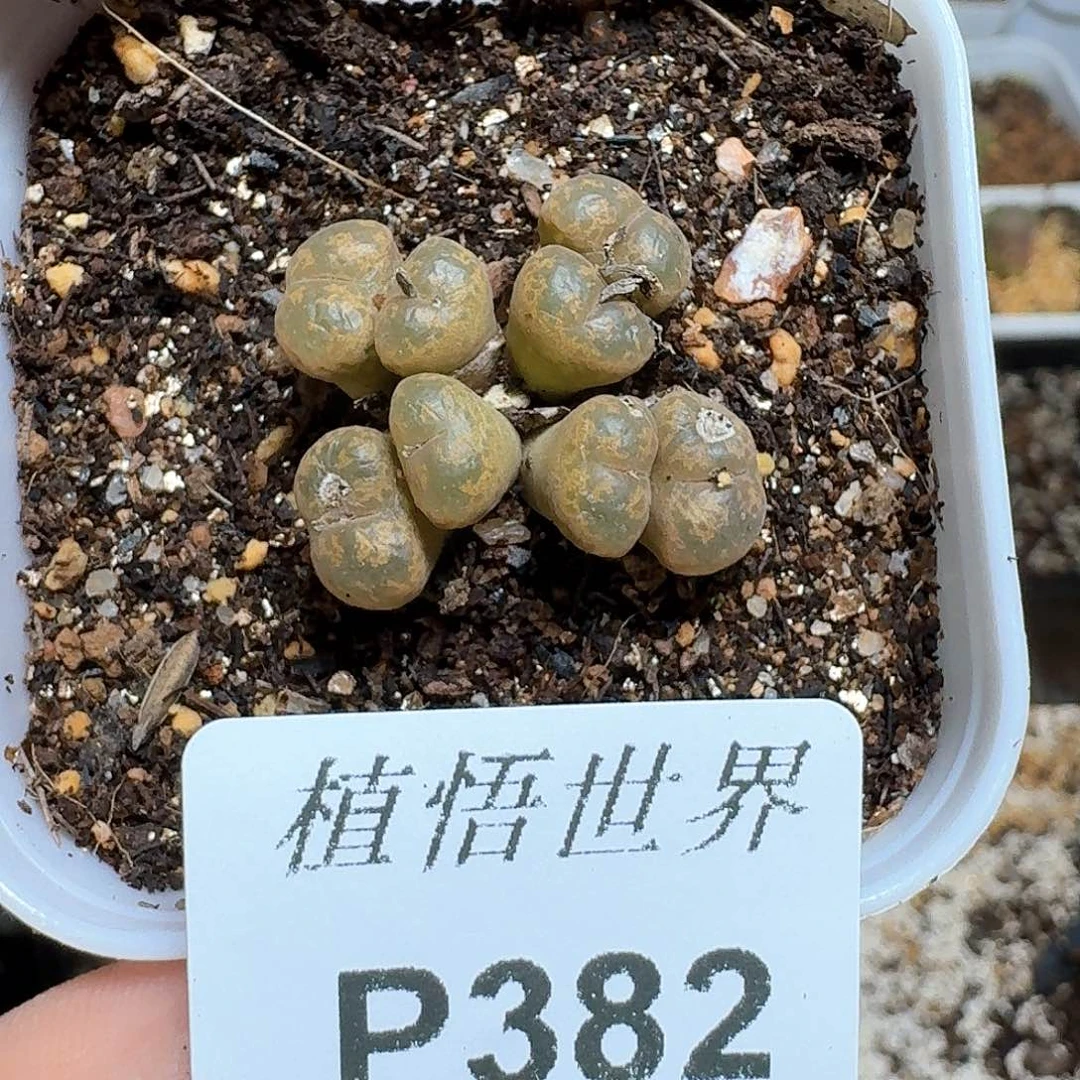 382盒多肉植物哇c g