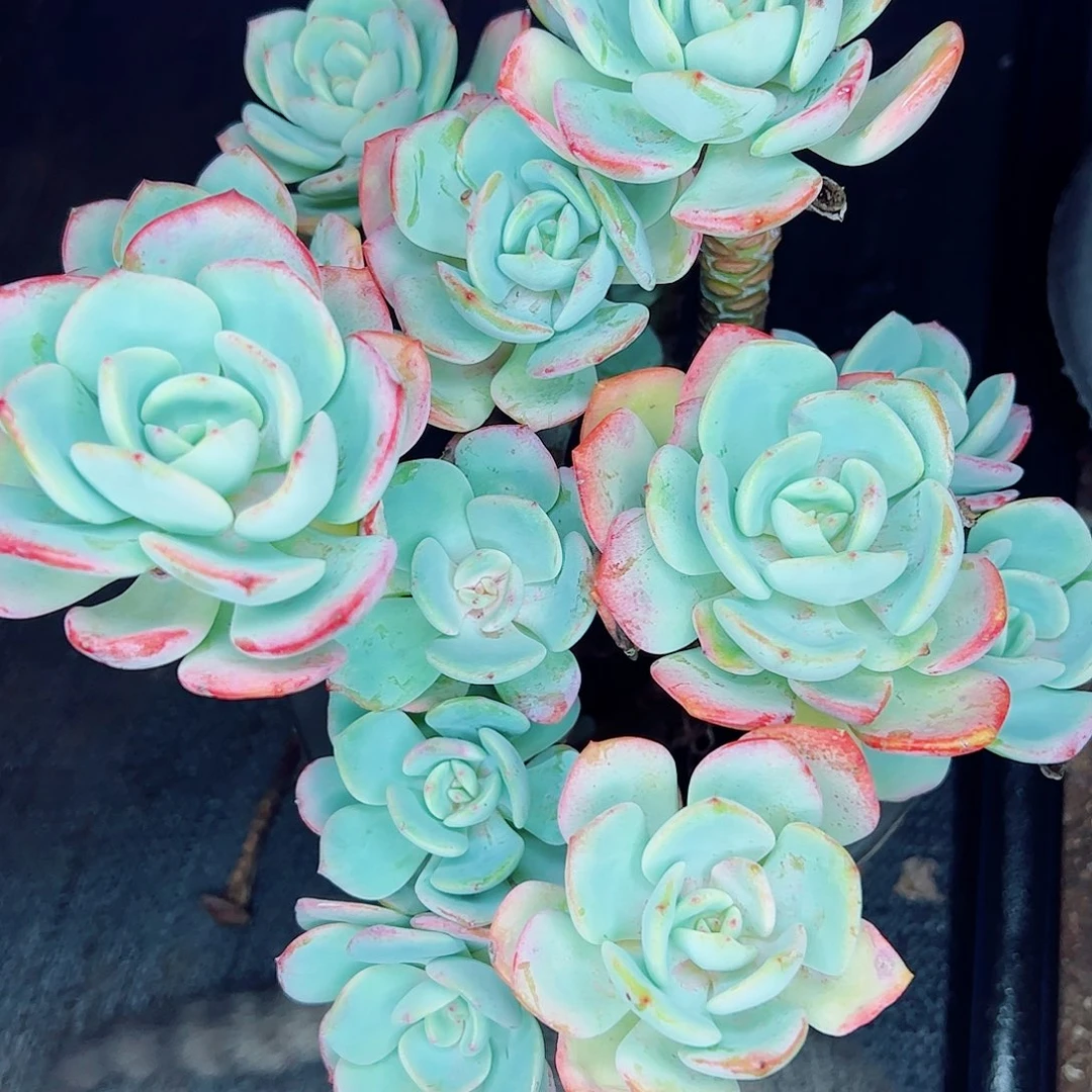 白月光老桩一物一拍