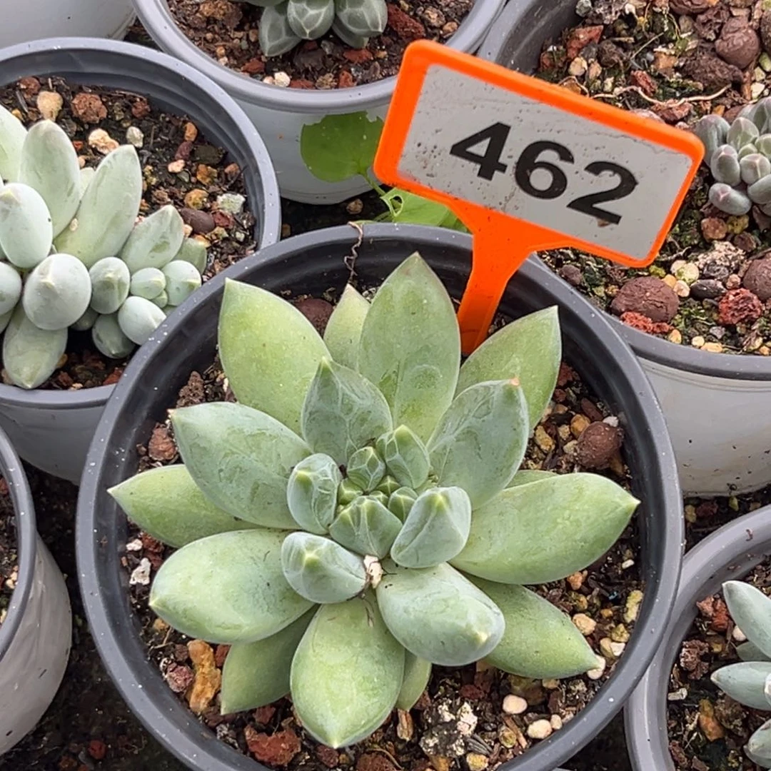 多肉植物彩胖体重楼462