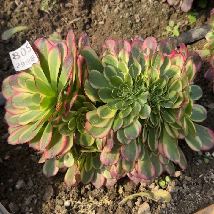 奶白缀……多肉植物……