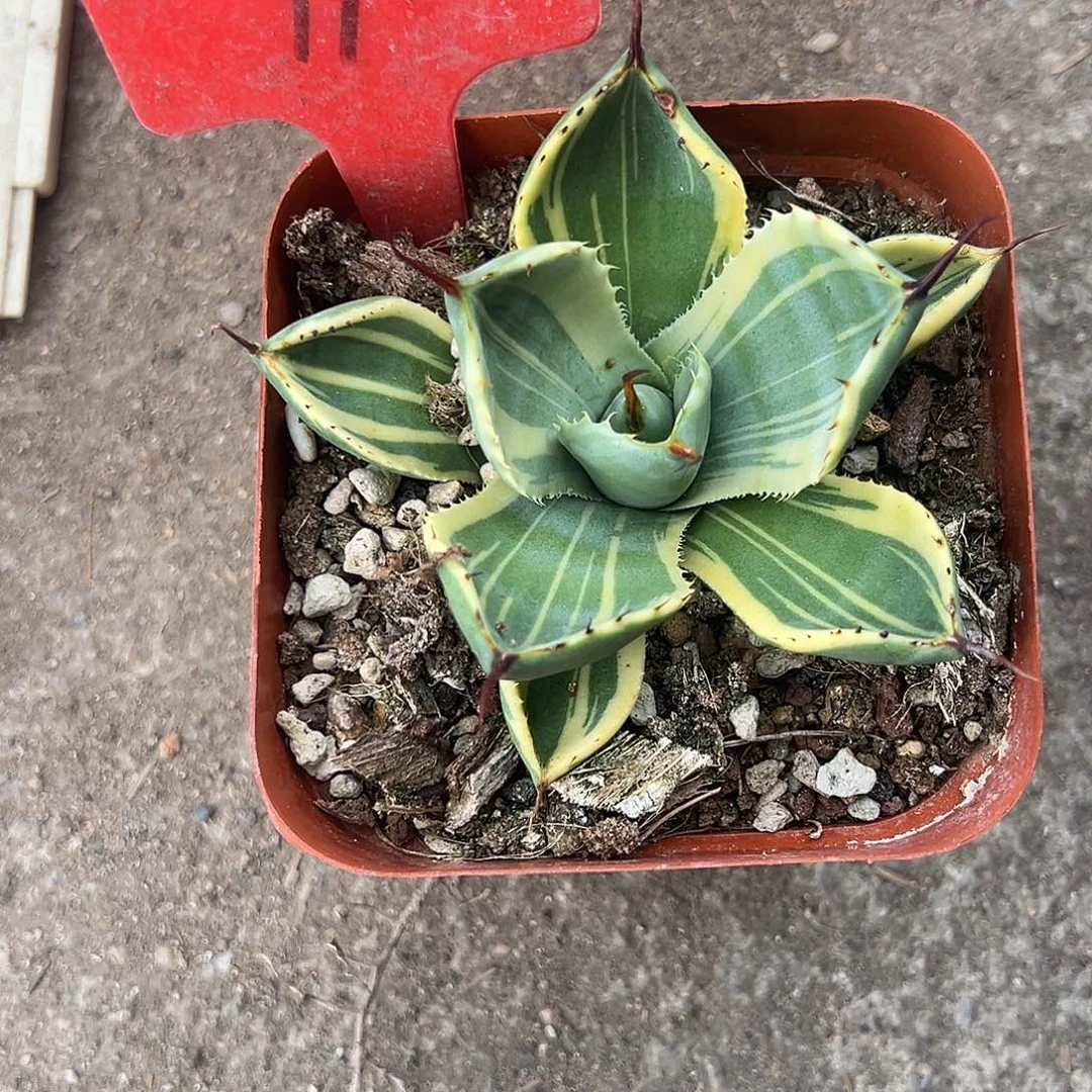 甘*娃娃脸19号植物