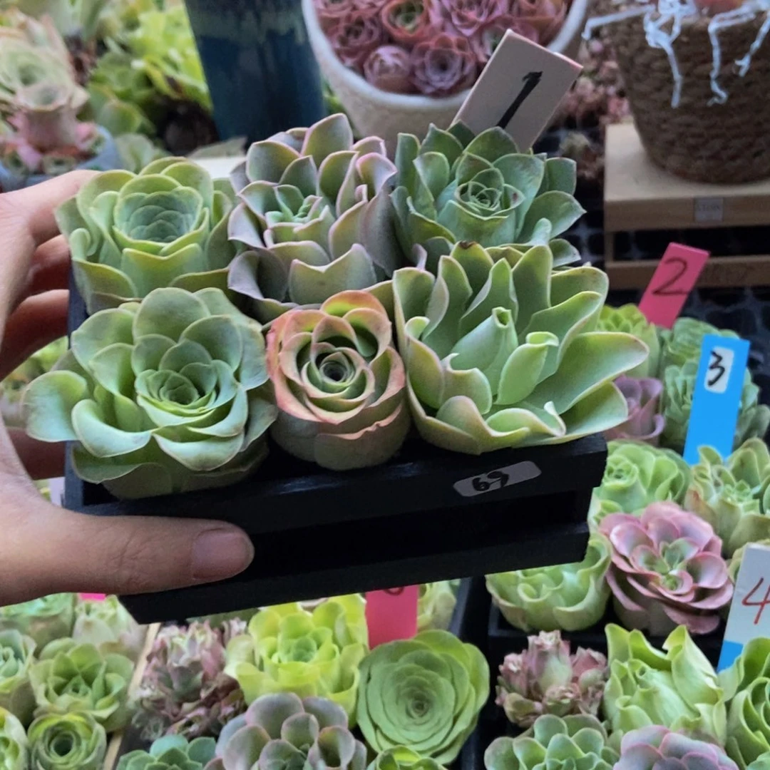 昀***曦山地玫瑰多肉植物69号木盒