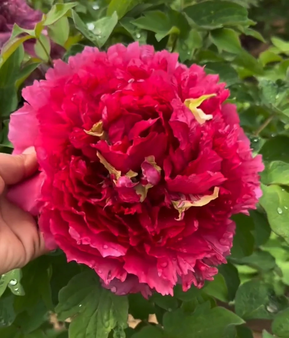 【霓虹幻彩盆养牡丹】红色系，原盆原土基地直发