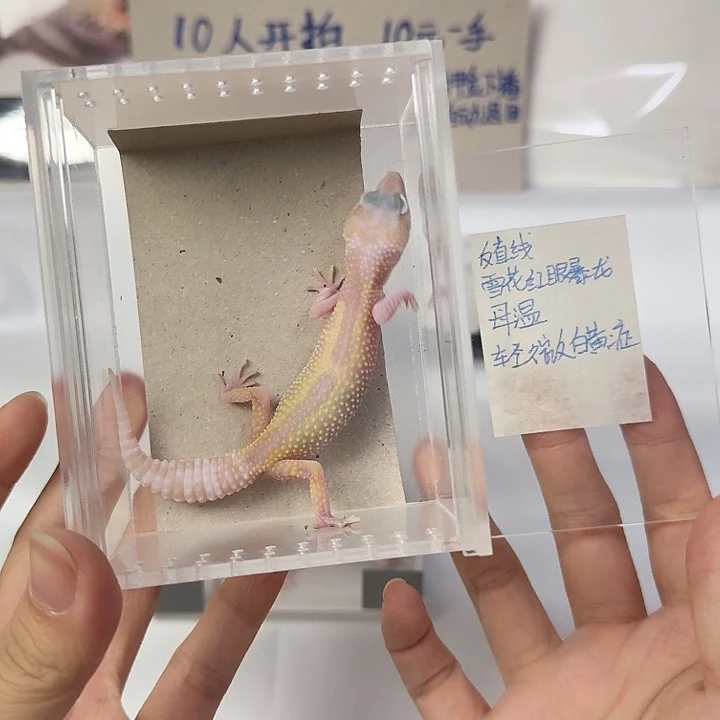 豹纹守宫雪花红眼暴龙，母温